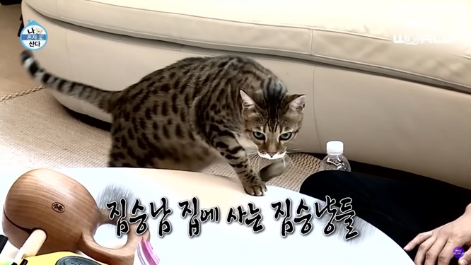 King the Land’s Lee Junho owns a GIGANTIC CAT and it sleeps on his CHEST